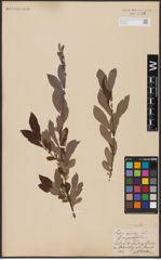 Foto von Salix aurita L.